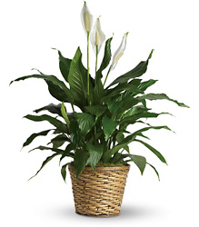 Day Lily (Spathiphyllum) from Mona's Floral Creations, local florist in Tampa, FL